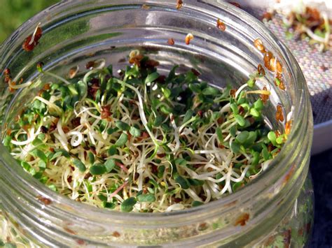 alfalfa sprouts growing jars